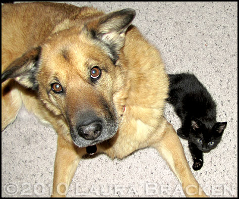 bearkitties3.jpg